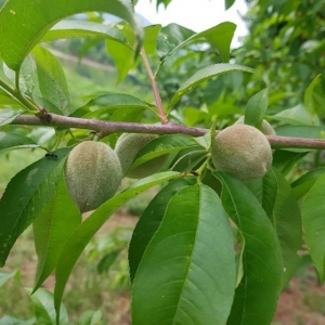 {홍천농산물},명이나물, 사과즙, 홍천사과즙, 개복숭아원액, 개복숭아효소, 개복숭아청, 부사사과, 홍천사과, 홍천부사사과, 오미자청, 홍천오미자청, 오미자당절임, 오미자설탕절임, 건오미자, 말린오미자, 수리취떡, 강원도수리취떡, 옥수수수염, 옥수수수염차, 절임배추, 고랭지절임배추, 강원도고랭지절임배추, 홍천절임배추, 절임배추20kg, 고랭지절임배추20kg