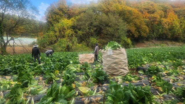 강원더몰,[라이브특가] 홍천결운 절임배추 20kg(7-9포기)