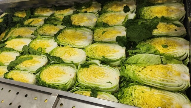 강원더몰,[라이브특가] 홍천결운 절임배추 20kg(7-9포기)