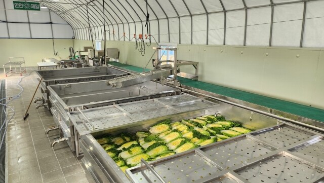 강원더몰,[라이브특가] 홍천결운 절임배추 20kg(7-9포기)